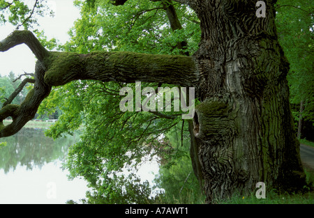 alte Eiche mit Stamm und Rinde auf künstlichen Seensystem Trabon Süd Böhmen Tschechien Stockfoto