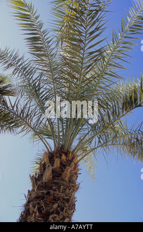 Palme Doha Katar Stockfoto
