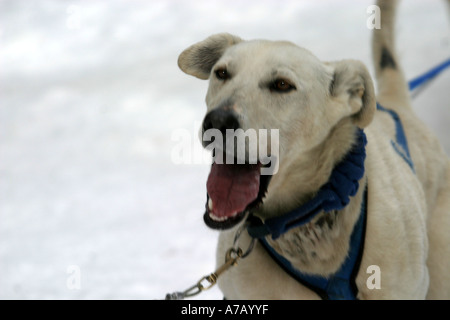 Schlittenhunde Stockfoto