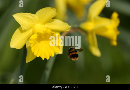Bumblebee sammelt Pollen von einer Narzisse Stockfoto
