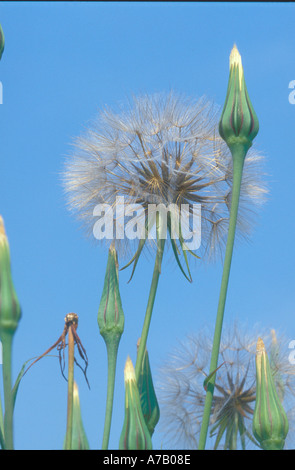 Seedhead von Goatsbeard Lokal namens Jack gehen mittags zu Bett. Stockfoto