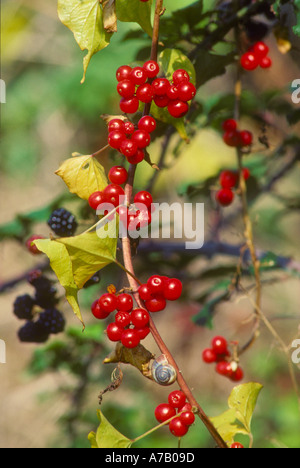 Schwarz-Zaunrübe Beeren in einer Hecke Stockfoto