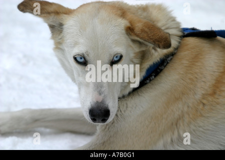 Schlittenhunde Stockfoto