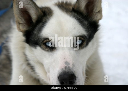 Schlittenhunde Stockfoto