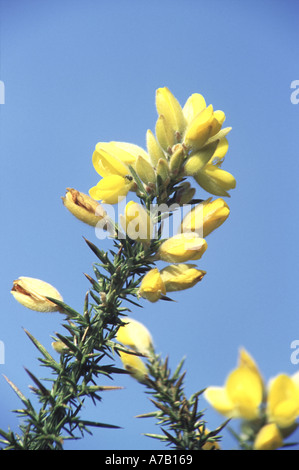 Ginster Ulex europaeus Stockfoto