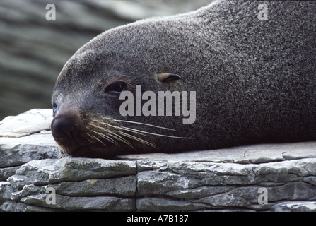 New Zealand Seebär Arctocephalus forsteri Stockfoto