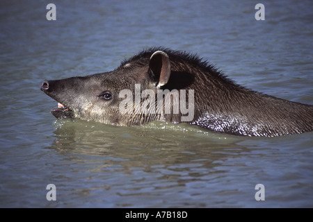 Tapir Tapirus terrestris Stockfoto