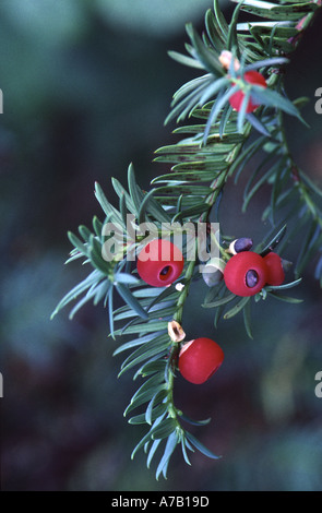 Eibe, Taxus baccata Stockfoto