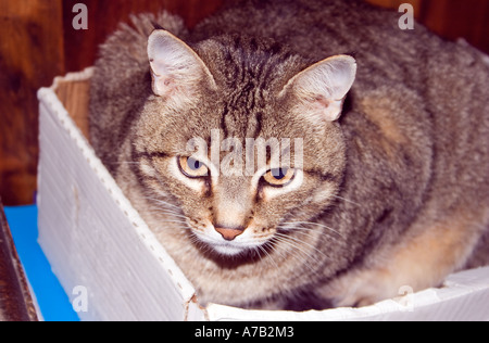 Tabby Kater in Karton Stockfoto