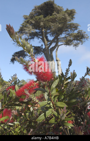 Exotische Neuseeland Werk in Abbey Gardens, Tresco, Scilly-inseln, Großbritannien Stockfoto