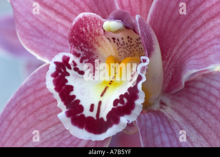 Cymbidium Gorey Faldouet Stockfoto