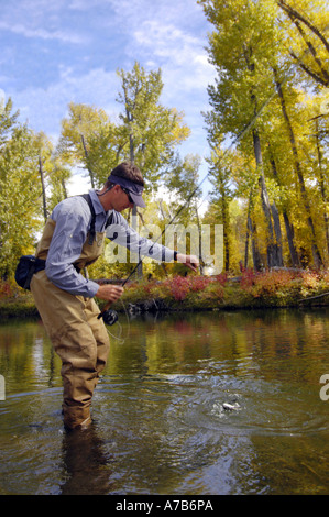 Idaho Mackay Big Lost River Mann fängt eine Forelle beim Fliegenfischen einen Fluss im Herbst Stockfoto