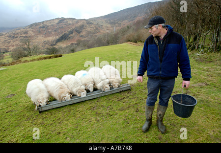 Schafzüchter Fütterung seine Rams auf seiner Farm in Snowdonia in der Nähe von Dolwyddelan Gwynedd North Wales UK GB Stockfoto