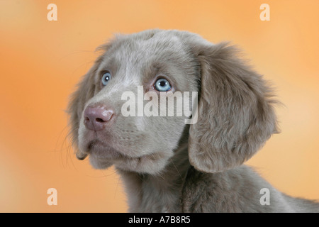 Langhaar Weimaraner Stockfoto