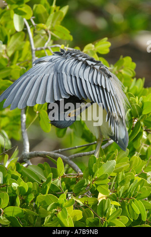 Little Blue Heron Blaureiher Stockfoto