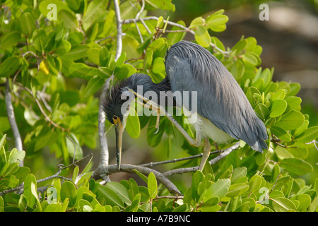 Little Blue Heron Blaureiher Stockfoto