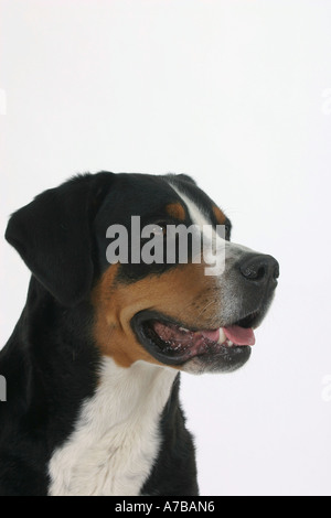 Mehr Schweizer Sennenhund Stockfoto