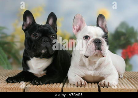 Französische Bulldogge Stockfoto