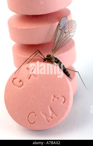 Anti-Malaria-Tabletten Malarone mit Mücke in Nahaufnahme Made by Glaxo Smith Kline Stockfoto