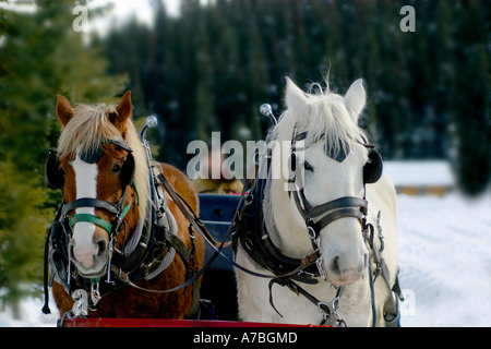 Gezeichnete Pferdeschlitten Stockfoto