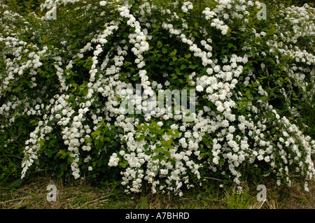 Mädesüß Stockfoto