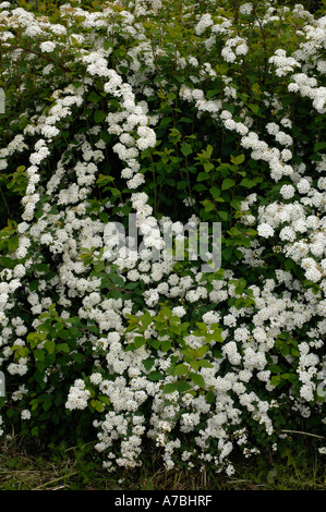 Mädesüß Stockfoto