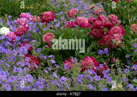 Peonie Stockfoto