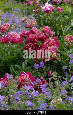 Peonie Stockfoto