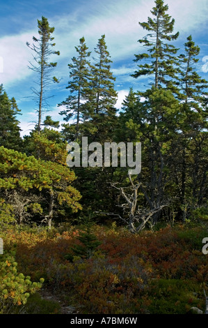 Ansichten auf Wonderland Trail Stockfoto