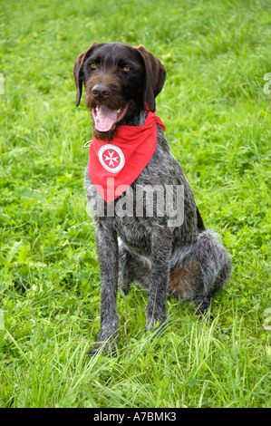 Deutsche rauhaar Vorstehhund Stockfoto