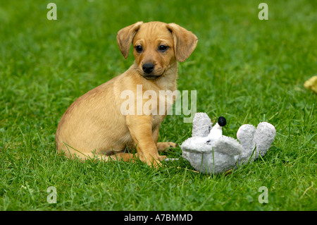 Mischling Hund Stockfoto
