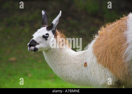 "Linke Seite" "Head and Shoulders" Blick des jungen Lama am "Burpham Court Farm" Stockfoto