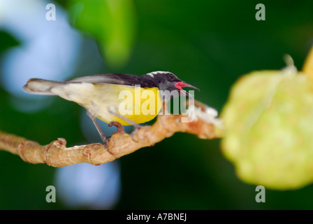 Bananaquit Singvogel singen in einem Noni Baum St Marrten Stockfoto