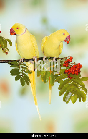 zwei Ring-necked Papageien auf Zweig von Rowan / geflohen waren Stockfoto