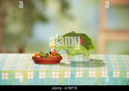 Gelb-gekrönter Papagei auf Tisch - kaute / Amazona Ochrocephala Stockfoto