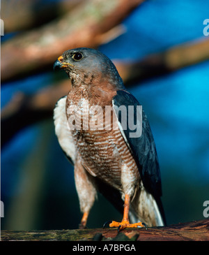 Levant Sparrowhawk Stockfoto