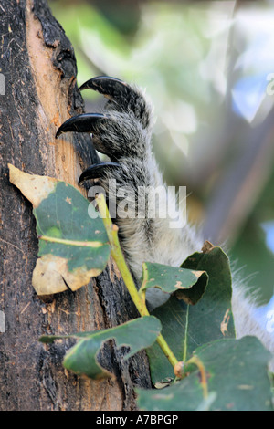 Koala (Phascolarctos cinereus). Nahaufnahme der Fuß mit Krallen Stockfoto