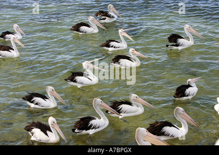 Australischer Pelikan (Pelecanus auffallilliatus). Mehrere Erwachsene Vögel auf dem Wasser. Australien Stockfoto