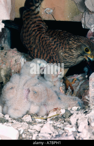 Turmfalken Stockfoto