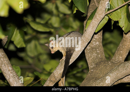 gemeinsamen Fuchskusu Possum - Zweig / Trichosurus Vulpecula Stockfoto