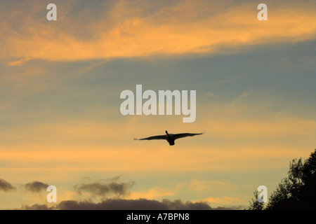 Schwan fliegt Frimley Luken in der Abenddämmerung Stockfoto