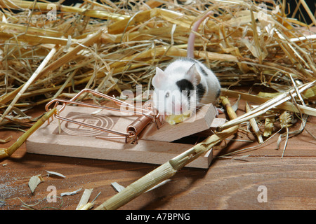 ausgefallene Maus - Mausefalle Stockfoto