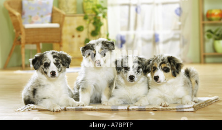 Border Collie. Vier Welpen auf einem Teppich Stockfoto