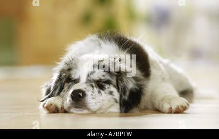 Border Collie. Welpen schlafen auf Parkettboden Stockfoto