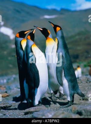 Königspinguin Stockfoto