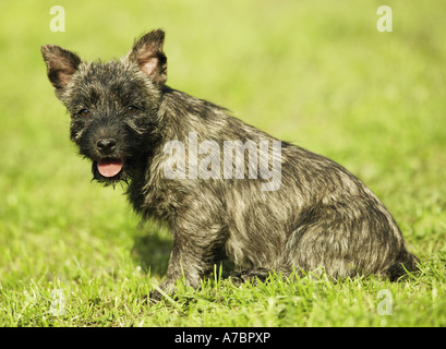 Cairn Terrier Welpen - sitzen auf der Wiese Stockfoto