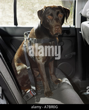 Labrador Retriever - sitzend im Auto Stockfoto