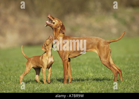 Magyar Vizsla und Welpen - spielen Stockfoto