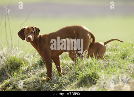 Magyar Vizsla und Welpen auf Wiese Stockfoto