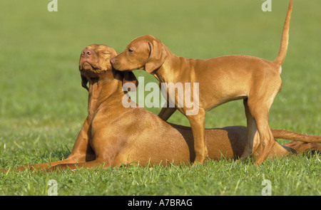 Magyar Vizsla und Welpen auf Wiese Stockfoto